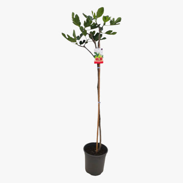 Ficus Carica - Fig Tree